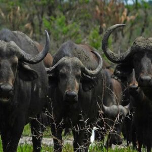 Omo-National-Park