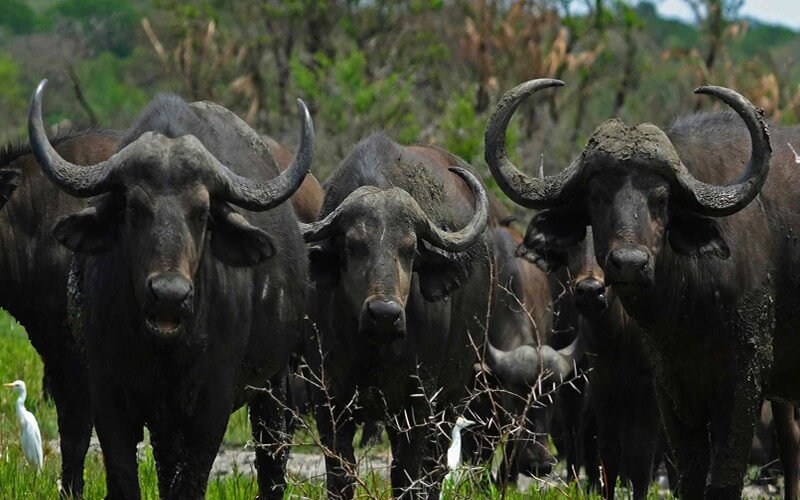 Omo-National-Park