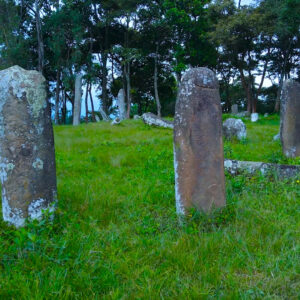 Tututi Plant Stone (Gedeo)