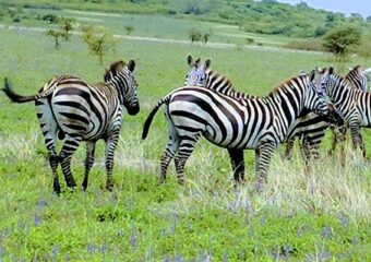 Nech Sar National Park: