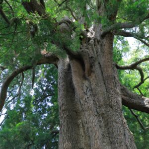 Sacred-Site-of-the-Seven-Gedeo