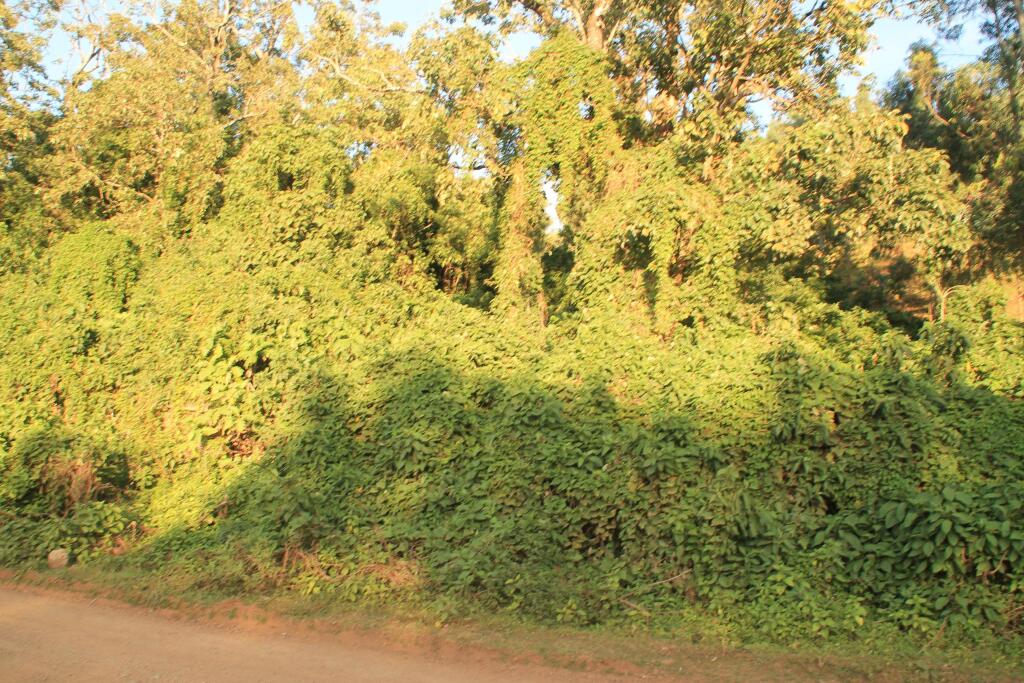 Basura Grave Site