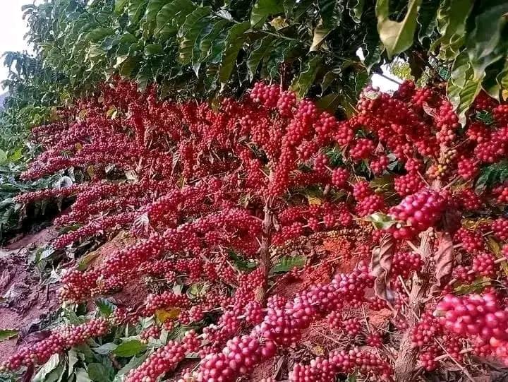 Yirgachefe Coffee