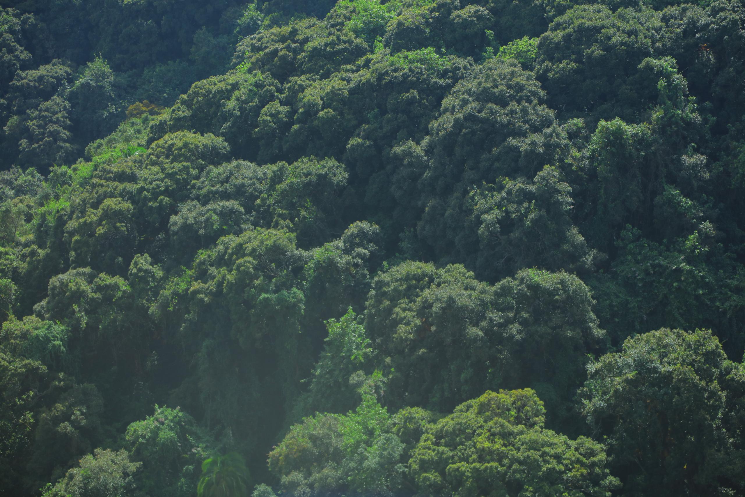 Dorea Natural forest