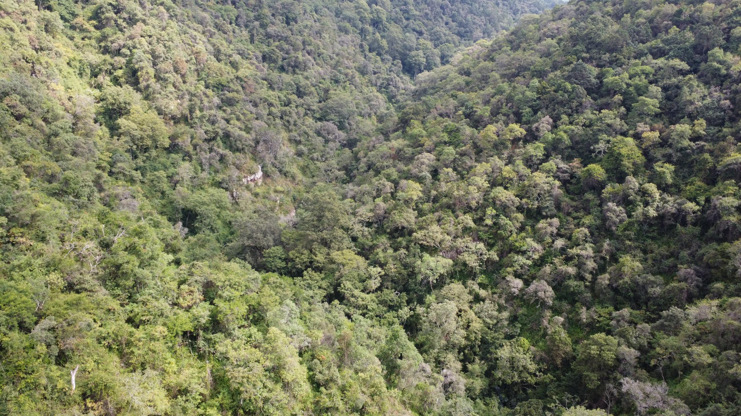 Woyo Forest