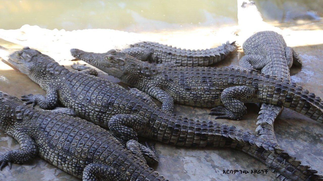 Arba Minch Crocodile Ranch
