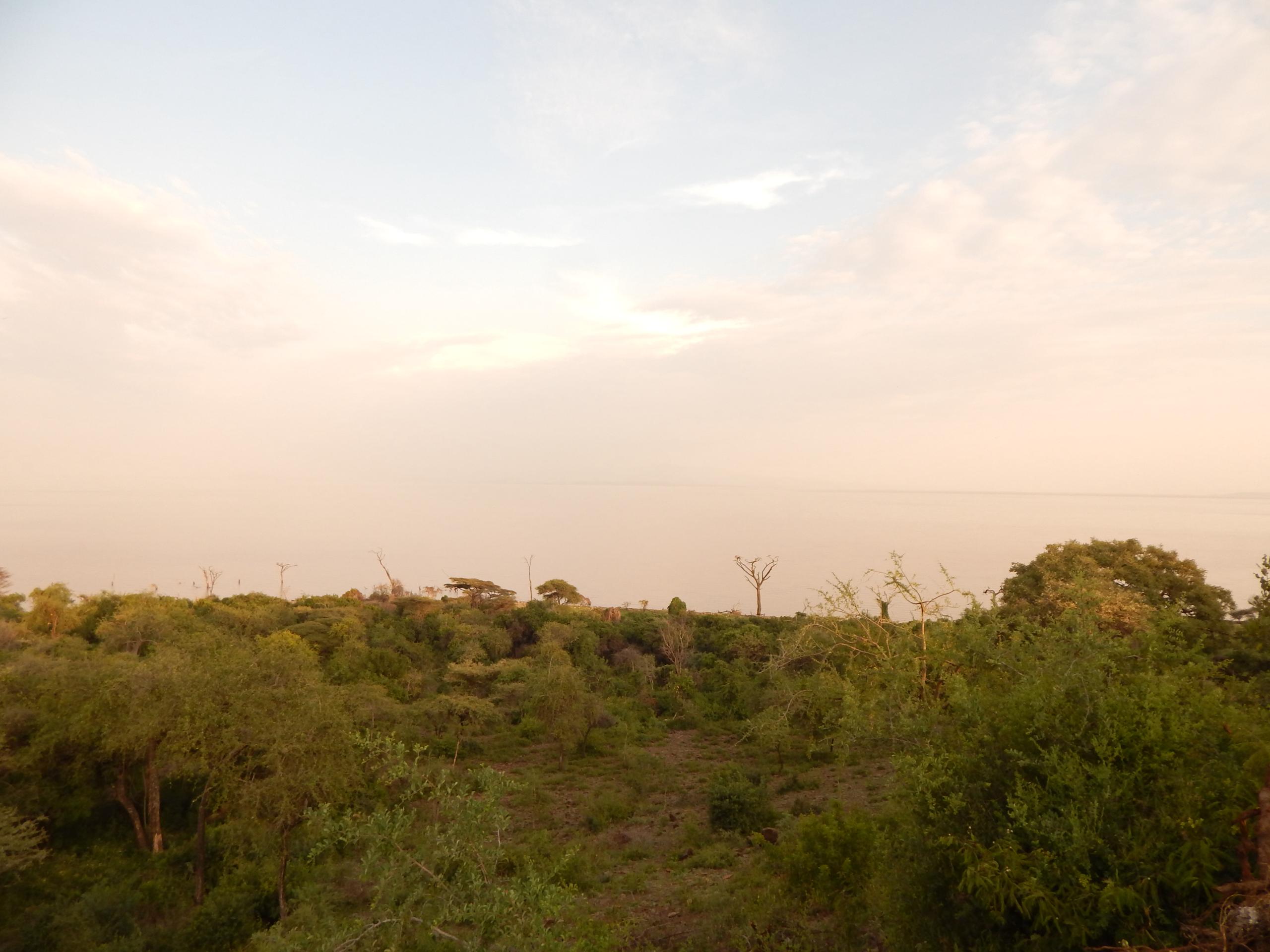 Carbon Project Forest