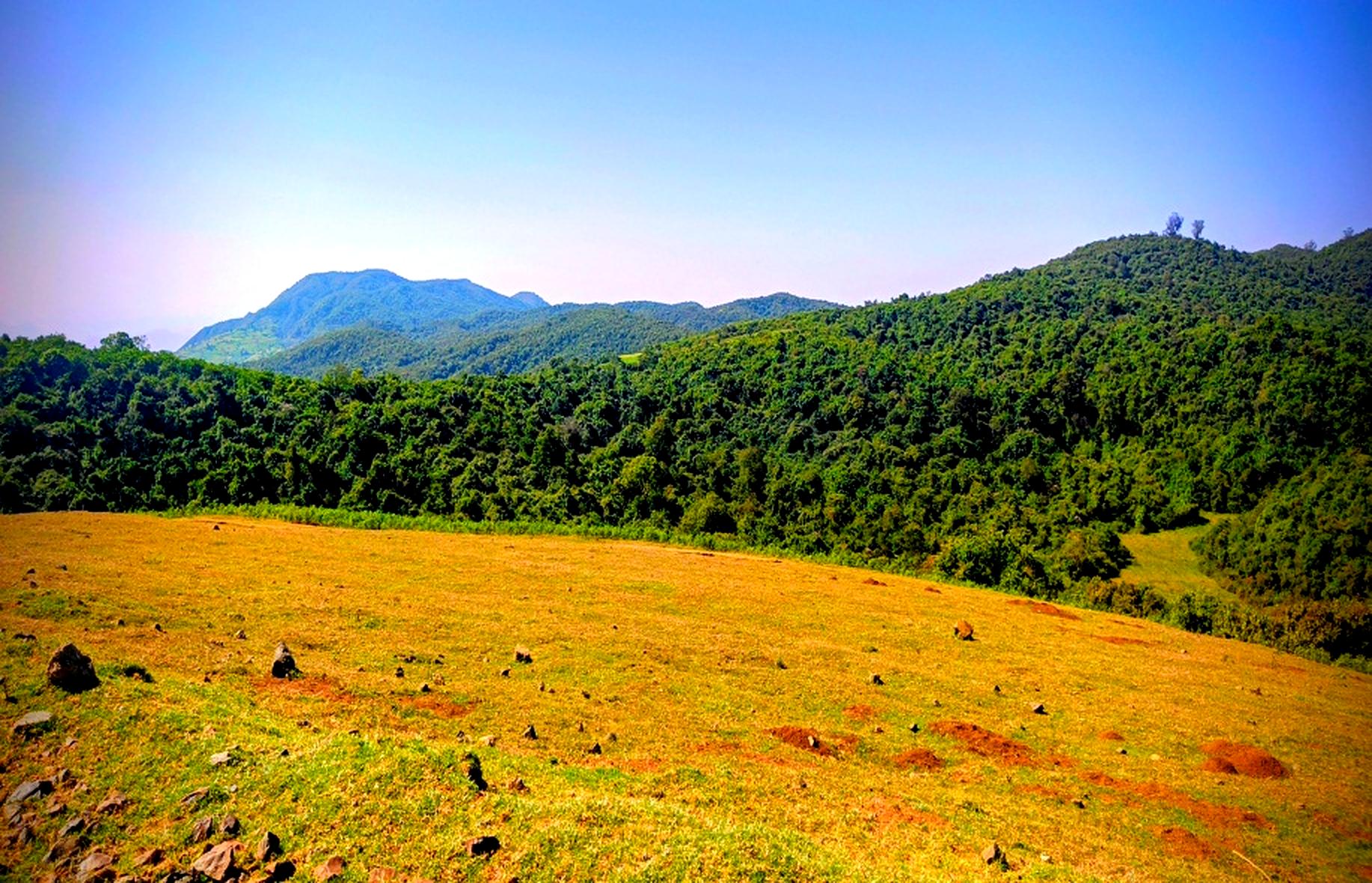 Shuwshuwe Forest