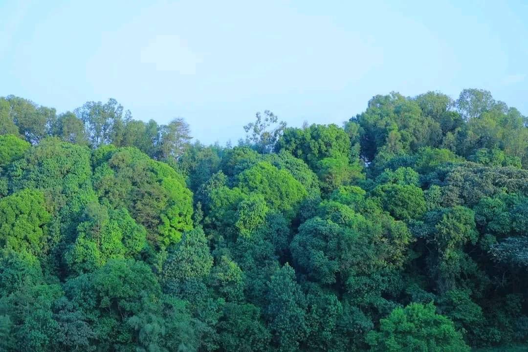 Doko kati Forest and Sacred Site