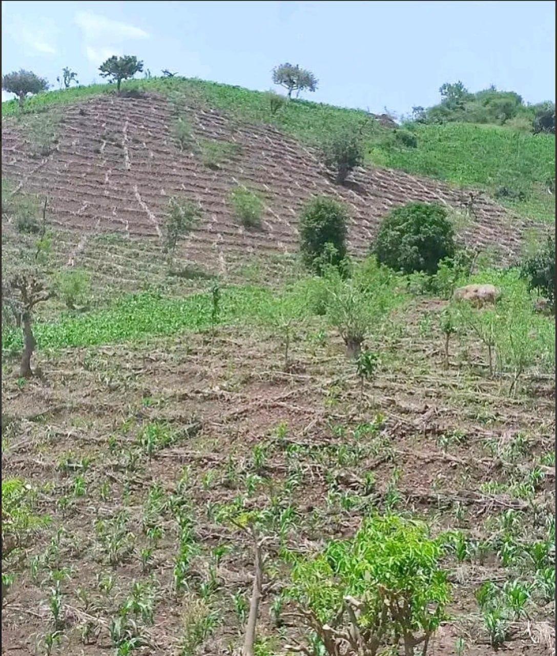 tarkana Potaya